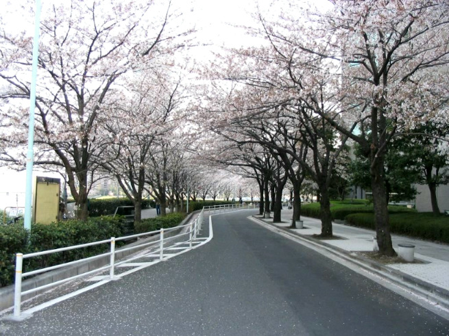 越前堀永谷マンション1｜エントランス前の通りは隅田川テラスに向かっていて、桜並木がきれいです。