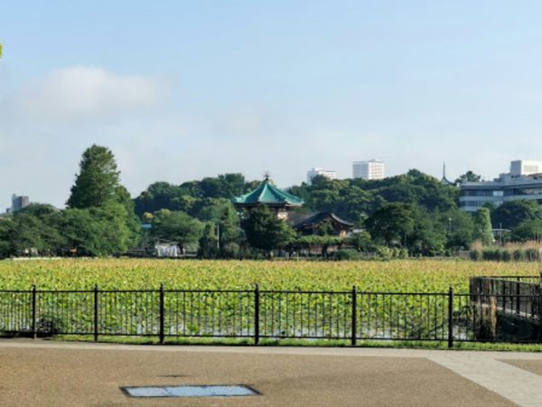 不忍池 (蓮池)600｜「不忍池 」まで徒歩3分です。
