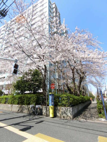 北砂四丁目住宅外観共用部24｜エントランスのある「砂町文化センター通り」側は、清洲橋通りとの角地部分に桜が植えられています。象徴的な植栽として北砂四丁目住宅を彩ります。