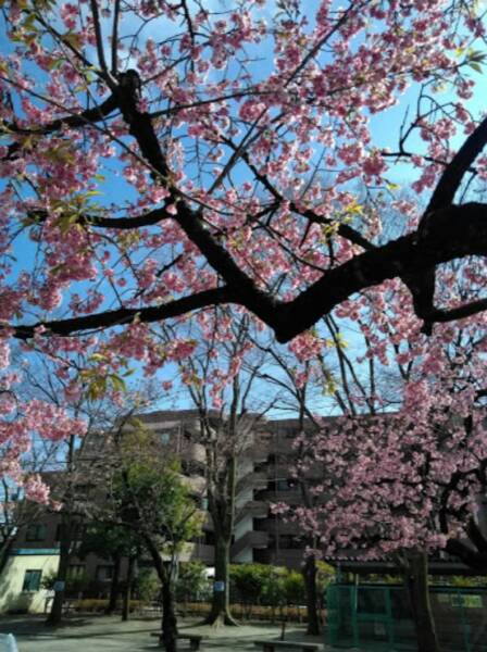 竹の塚第六公園｜徒歩1分に「竹の塚第六公園」があります。テニスコートが3面あります。桜がきれいです。