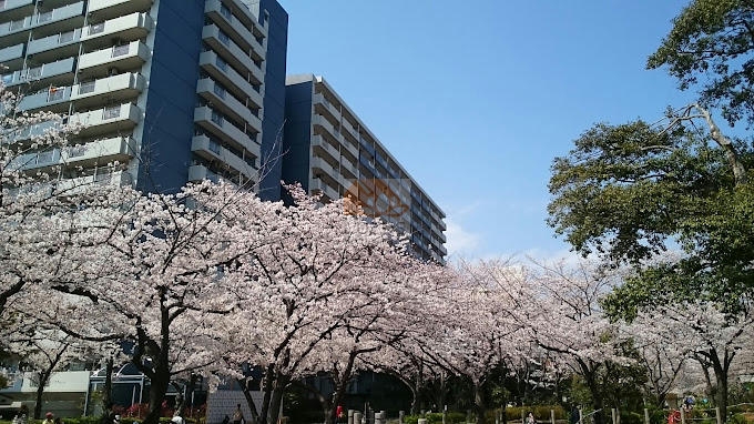 小松川パークマンション弐号棟外観9｜小松川パークマンションは、1988年（昭和63年）築の14階建ての建物です。小松川パークマンションは西側は旧中川、東側は公園に面しています。