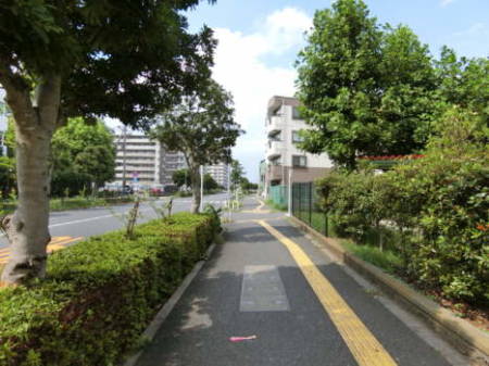 エンゼルハイム北綾瀬　アプローチ3｜整備された街路を進みます。マンションができたころは、どちらかというと北綾瀬綾に近かったので北綾瀬の名称を冠しているのではないかと思います。