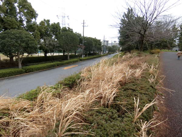 清新南ハイツアプローチ15｜そのため、地形としては微高地となっています。意外と清新町（と臨海町）には浸水の予想がなく、