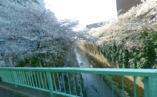 神田川の桜