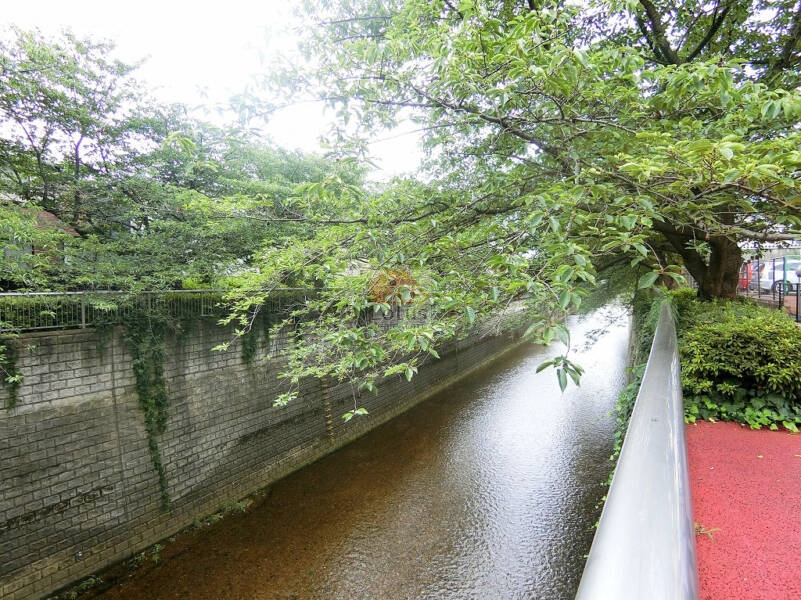 ライオンズマンション石神井公園第２404 (2)｜東側には、石神井川沿いの桜並木を望むことができます。春には美しい桜の景色を楽しめます。