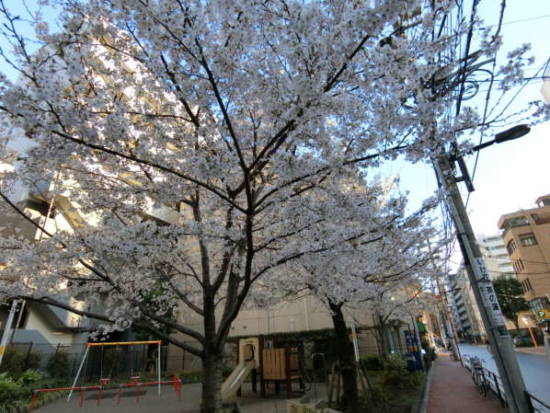 ディアコート元浅草外観共用部6｜桜がきれいでした。