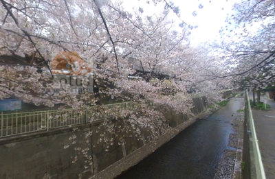 高井戸駅神田川桜並木｜神田川の桜並木に隣接しています。向こう側に高井戸駅があります。
