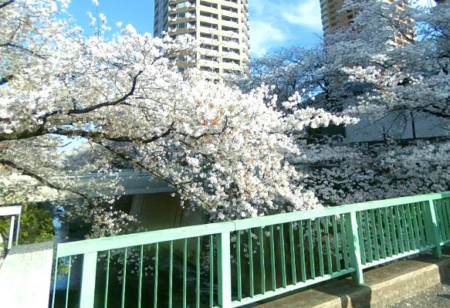グランシティ目白台-神田川２