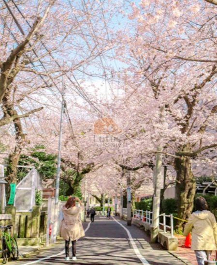 豊島区立染井よしの桜の里公園