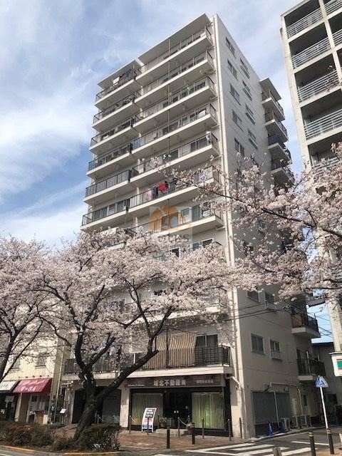 桜台マンションは、1969年（昭和44年） 7月築、 満開の桜並木の中にそびえる白い外観が印象的です。建物は13階建て、昭和らしい素朴な意匠が春の街並みに溶け込み、下町らしい穏やかさを感じさせてくれます。