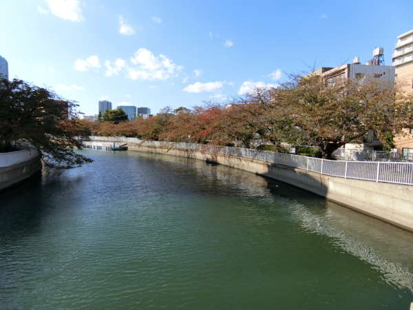 ルネ門前仲町アプローチ5｜春には桜が咲き誇る桜の名所だそうです。撮影は１１月。秋はこのような感じです。