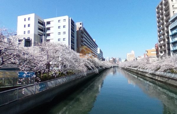 牡丹町住宅外観４｜牡丹町住宅の北東側には大横川があり、水辺の散歩道となっています。