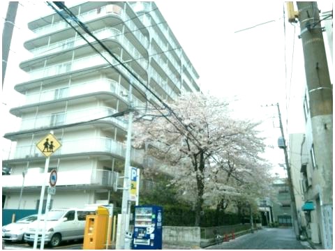 エムエフ両国共用部3｜当社に2013年に撮影した記録が残っていました。当時の携帯で撮影したので画質は劣りますが、実はこの並木ですが、桜です。