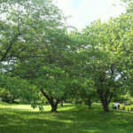 グリーンパーク亀有３103中川公園 B地区