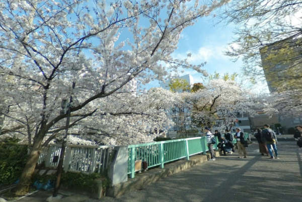トーア西早稲田マンション-神田川１｜神田川にも隣接しています。春には桜がきれいです。
