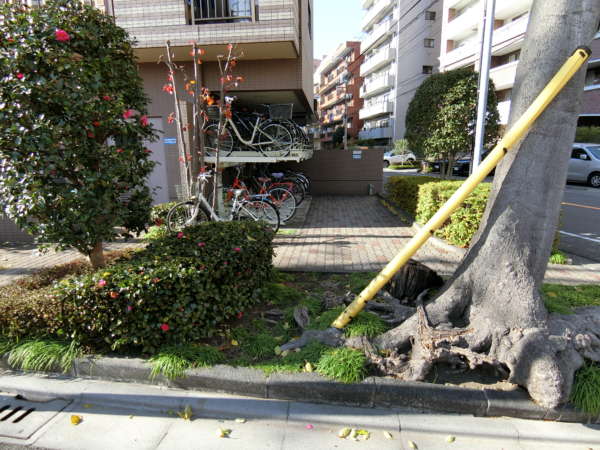 ランドール根岸外観・共用部3｜エントランスの脇には太い木があります。建設以前からあるものでしょうか。
