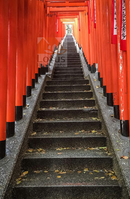 日枝神社1｜マンションの前に日枝神社があります。日枝神社には千本鳥居で有名な伏見稲荷大社のような、真っ赤な鳥居があります。