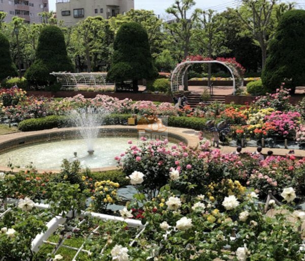 フラワーガーデン バラ園｜徒歩4分に「フラワーガーデン バラ園」があります。