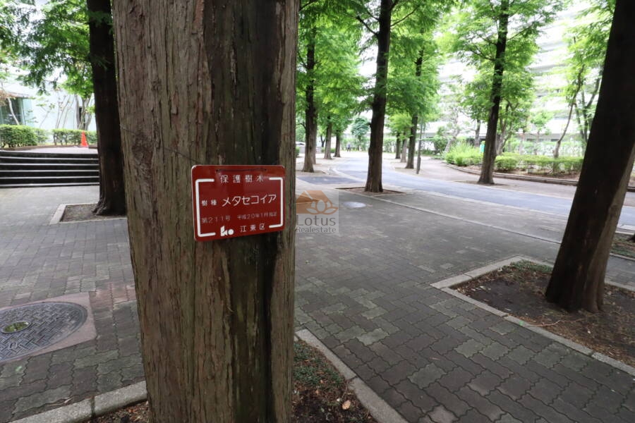 ファミリータウン東陽緑の広場4｜緑の広場と道路はメタセコイアの並木にもなっており、美しい造形を保っています。