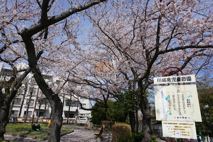 東立石ガーデン前の公園｜東側にはこじんまりとした「川端南児童遊園」があり、春には桜も見られます。