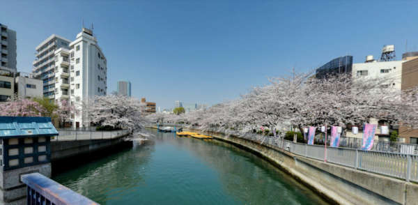 ヴェラハイツ門前仲町-大横川の桜｜春には桜並木がきれいです。