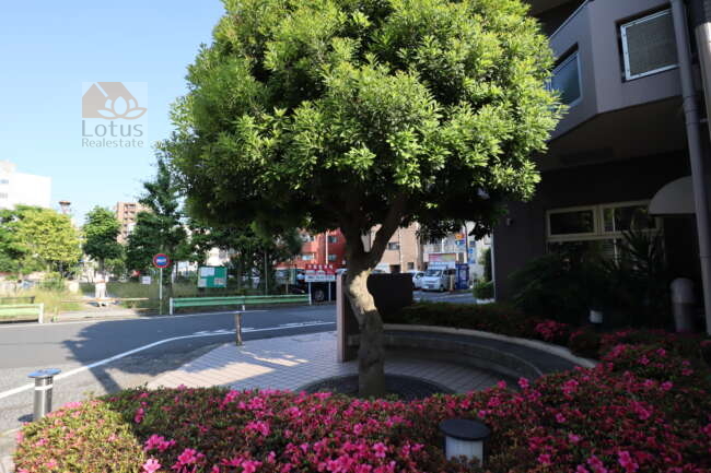 コスモ亀戸共用部2｜エントランス前に植えられた象徴的な木です。