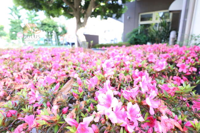コスモ亀戸共用部3｜館銘板と樹木の前にはかわいい花が植えられていました。