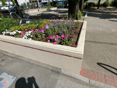 その先をすすむと「氷川台三丁目ちびっこ公園」があります。撮影した日は天気も良くて、お花もキレイでした。