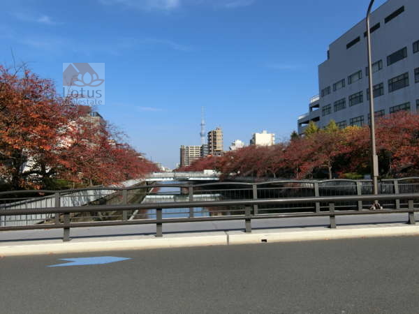 ＮＩＣアーバンハイム木場公園アプローチ10｜美術館を過ぎると大場川があります。すっきりとした運河です。スカイツリーが目印です。
