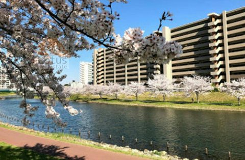 クレストフォルム平井グランステージ外観１｜旧中川河川敷には河津桜やソメイヨシノなど、2月頃から4月頃まで桜が咲きとてもきれいです。