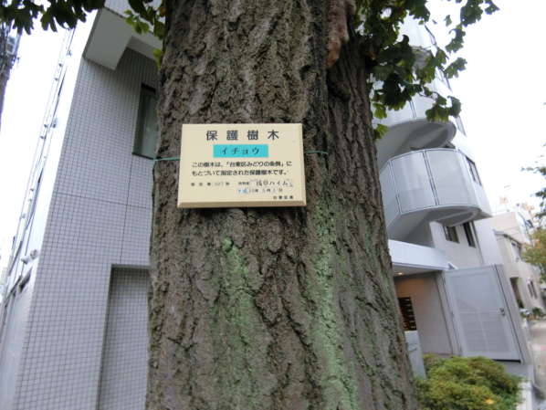 浅草ハイム外観・共用部6｜敷地内は保存樹木もあります。大きな木です。