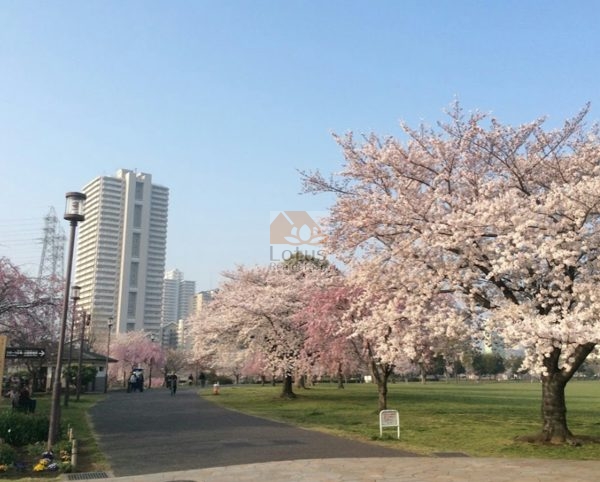 大島小松川公園600｜徒歩1分に「大島小松川公園」があります。芝生が広くてのびのびできます。