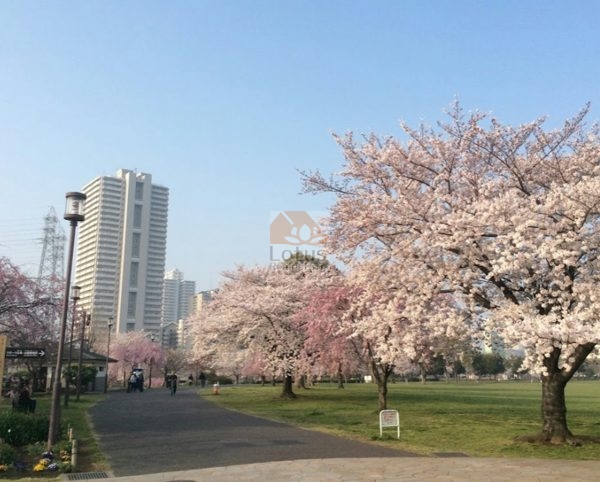 大島小松川公園600