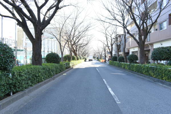 西が丘サニーハイツアプローチ7｜並木道を今度は南東に向かいます。ここまで来るとすぐです。春になると気持ちよさそうです。