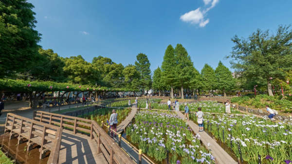グランヴィラ綾瀬-しょうぶ沼公園｜徒歩5分に「しょうぶ沼公園」があります。