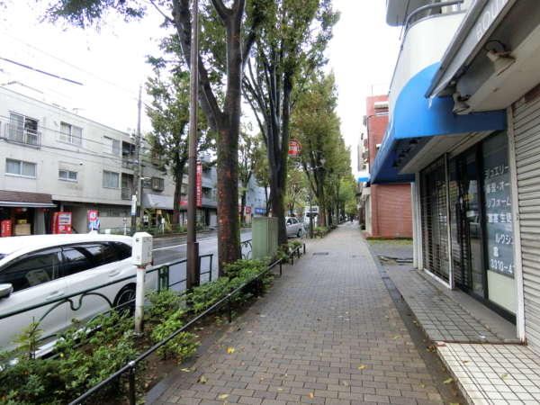 阿佐ヶ谷コーポラスアプローチ4｜中杉通りを直進します。中杉通りは、南は杉並区役所（青梅街道）から、北は阿佐谷北六丁目（早稲田通り）の間は、ケヤキの並木道として整備されていて、たいへんキレイです。
