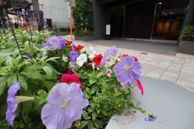 プレシス浅草雷門周辺1｜エントランス前のベンチスペースには花が咲いていました（2021年6月5日）