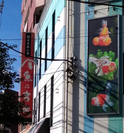 金魚の吉田｜平和橋通りにある「金魚の吉田」は江戸時代からの金魚屋さんだそうです。