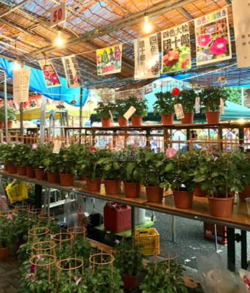 入谷朝顔市2｜入谷朝顔市は毎年7月上旬に開催されます。入谷鬼子母神を中心に言問い通りに露店がならび、にぎやかです。