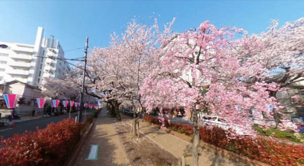 小石川ビューパレー-播磨坂の桜並木１｜播磨坂さくら並木は桜の名所です。