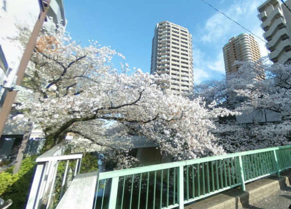 神田川中之条橋｜神田川です。春には桜が咲きほこりとてもきれいです。