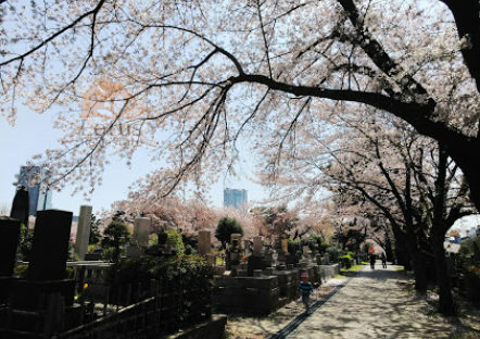 青山霊園｜「青山霊園」まで徒歩３分です。お散歩スポットだったりします。春は桜がきれいです。
