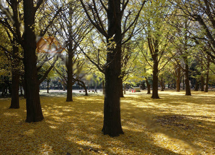 蘆花恒春園1｜「蘆花恒春園」まで徒歩４分です。環八通りを挟んだ向かい側にあります。文豪徳冨蘆花の旧宅があります。