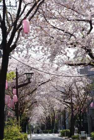 西小山桜並木通り｜マンション前の立会道路には桜が植えられいて、西小山駅から約1キロメートルを「西小山桜並木通り」と呼ばれる桜の名所になっています。