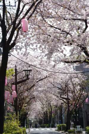 西小山桜並木通り