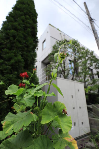 バオス神宮前共用部1｜植栽は丁寧に管理されて整然とした状況でした。