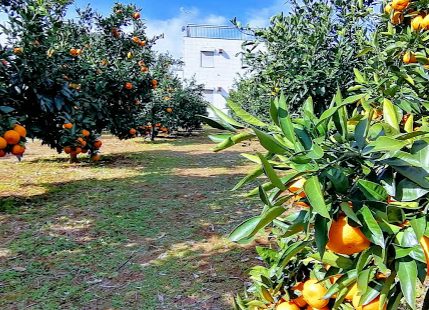 河原農園｜南側にある「河原農園」さんではなんとミカン狩りができるのです。