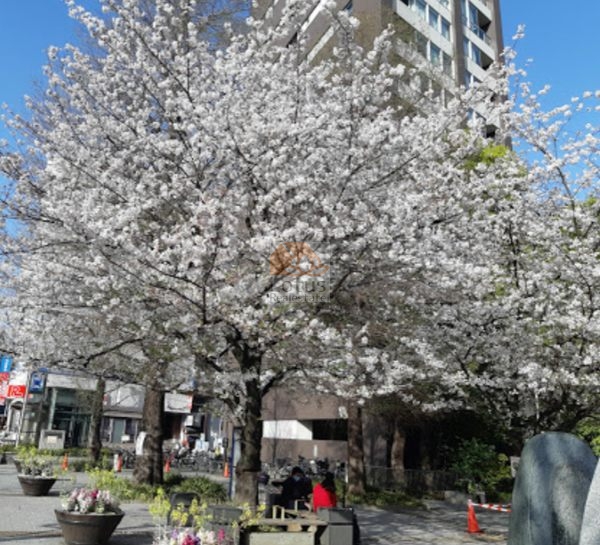 中央区立桜川公園｜徒歩1分に「中央区立桜川公園」があります。