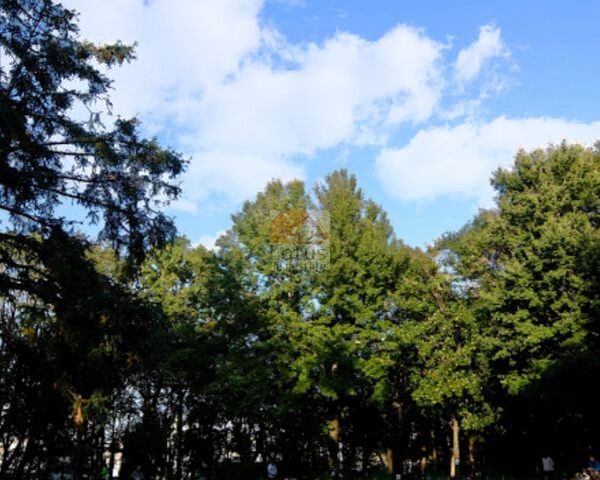林試の森公園｜徒歩1分に「林試の森公園」があります。