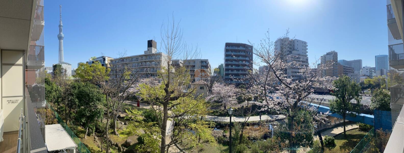 眺望21年3月｜春は大横川親水公園のさくらが街を彩ります（2021年3月）。